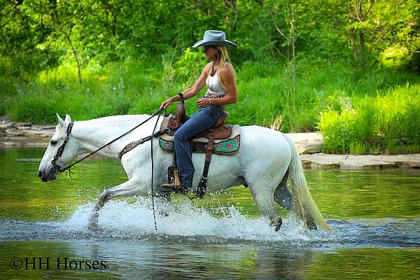 athletic-kentucky-mountain-horse