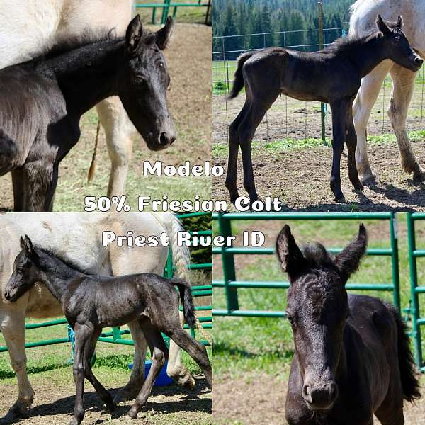 black-solid-horse