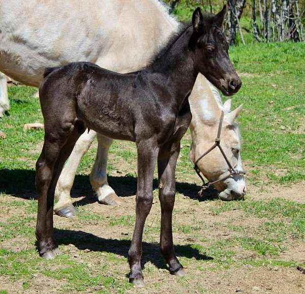 solid-black-horse