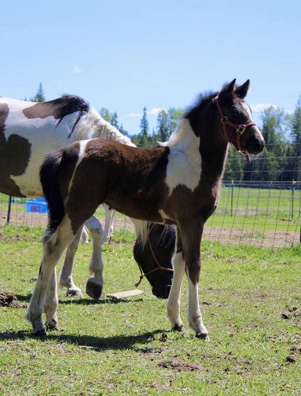 piebald-friesian-filly