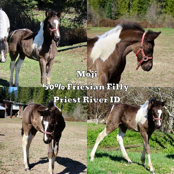 black-white-tobiano-horse