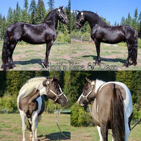 piebald-black-white-tobiano-horse