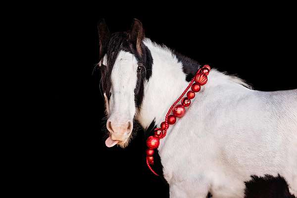 skilled-gypsy-vanner-horse