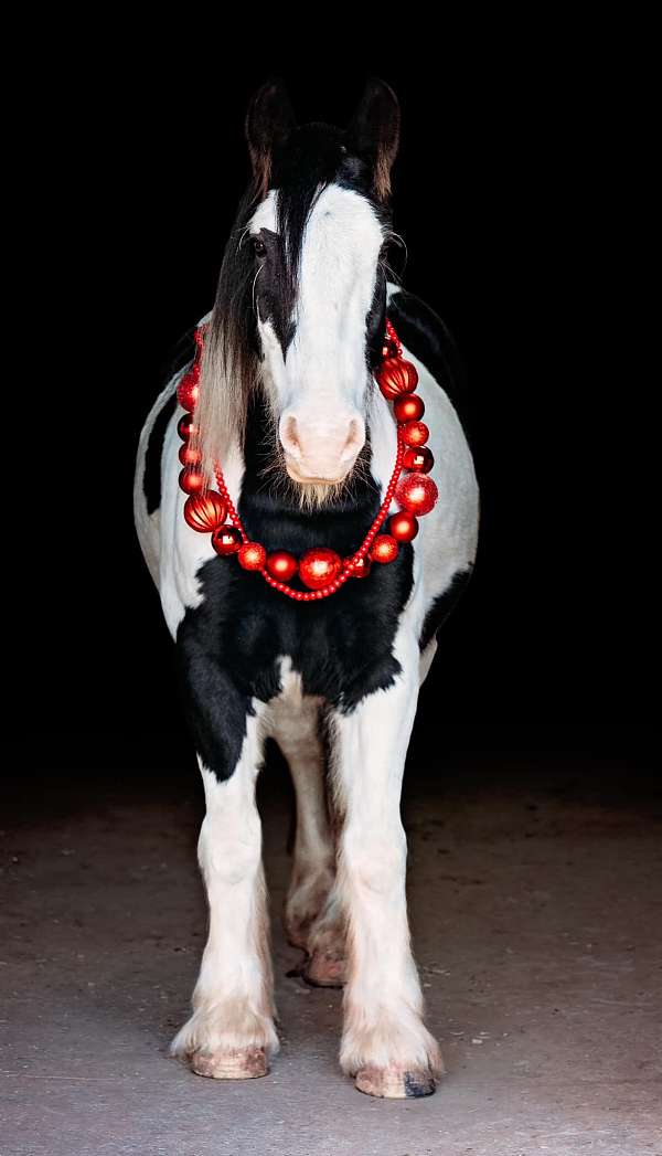 skilled-horse