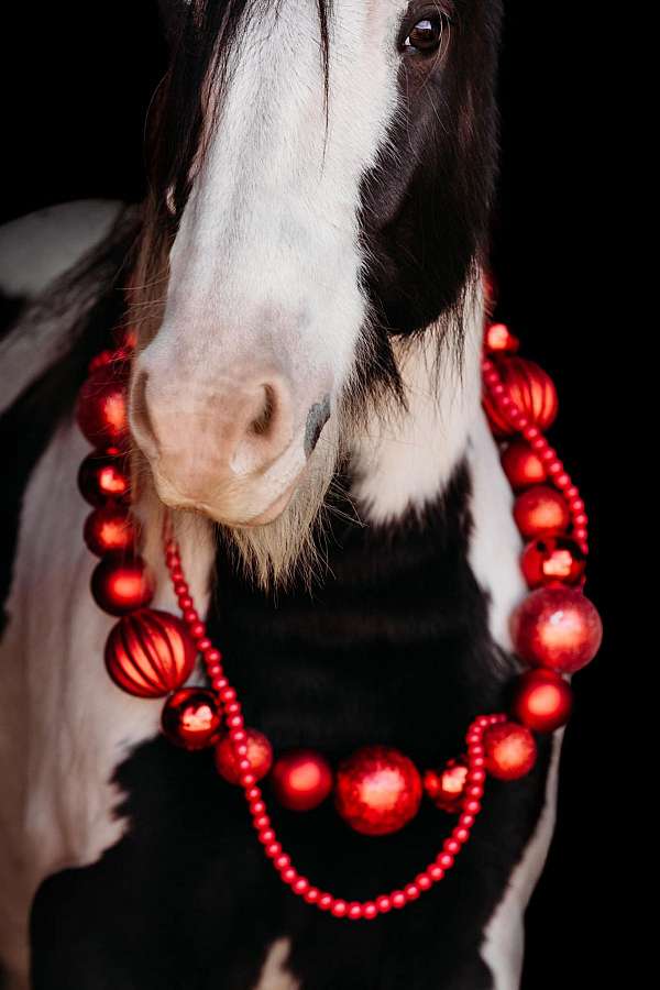 skilled-gelding