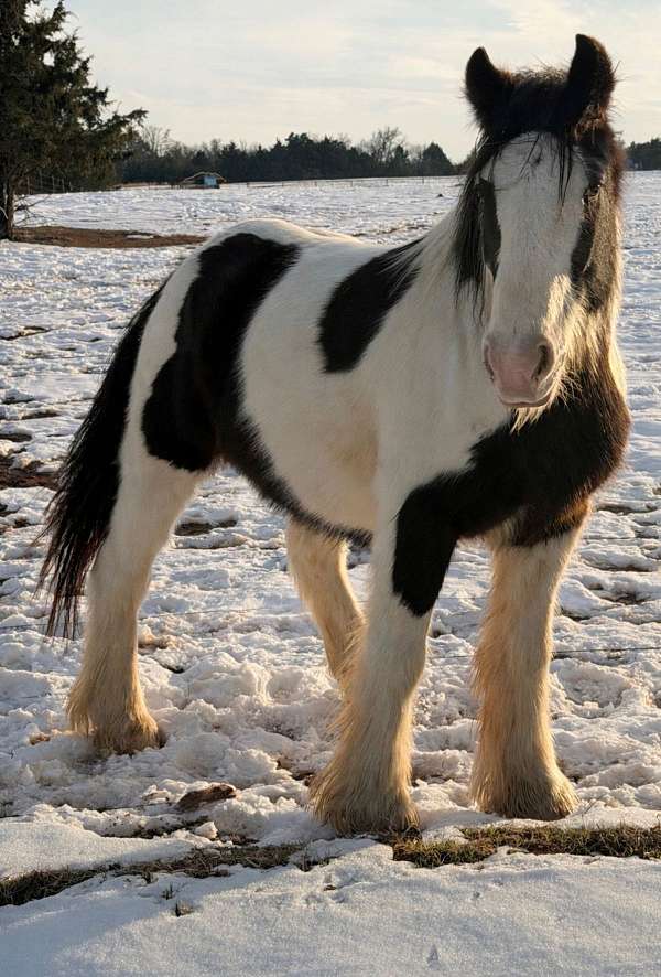 trail-riding-gypsy-vanner-horse