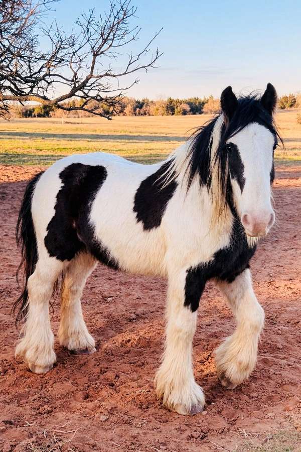 trained-gypsy-vanner-horse
