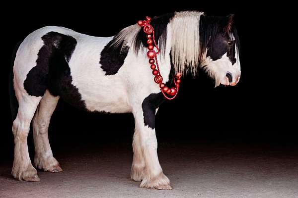 piebald-gypsy-vanner-horse