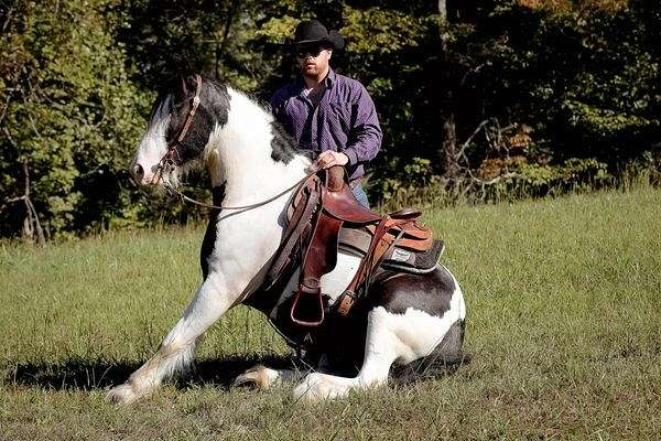 gypsy-vanner-horse