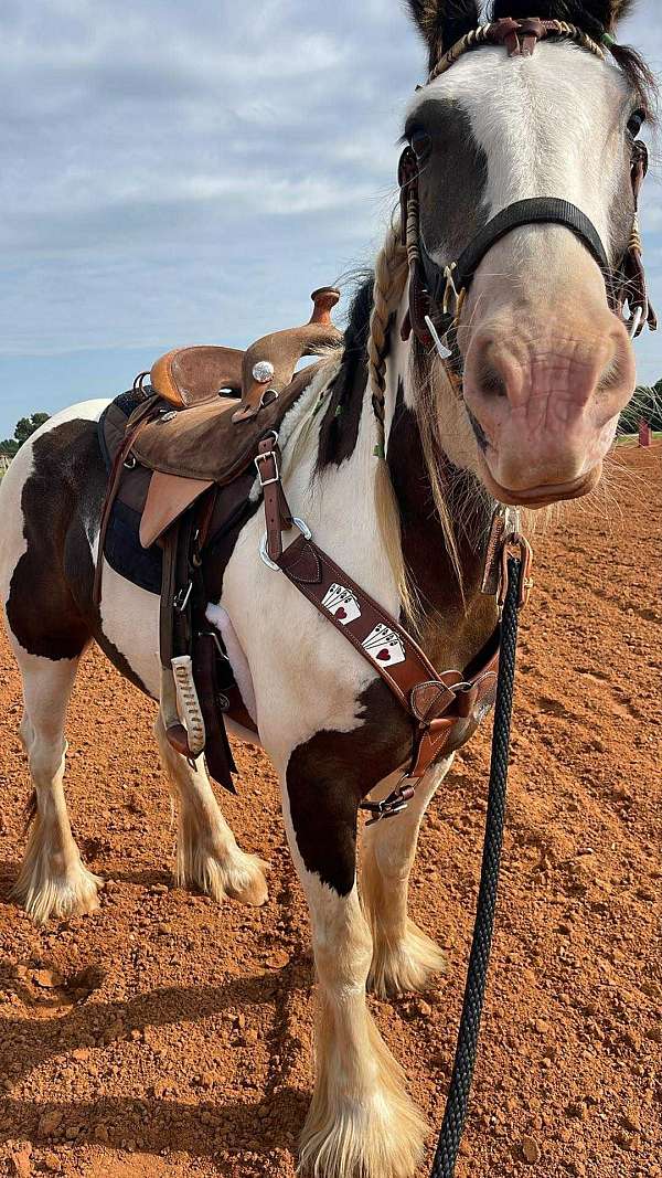draft-gypsy-vanner-horse