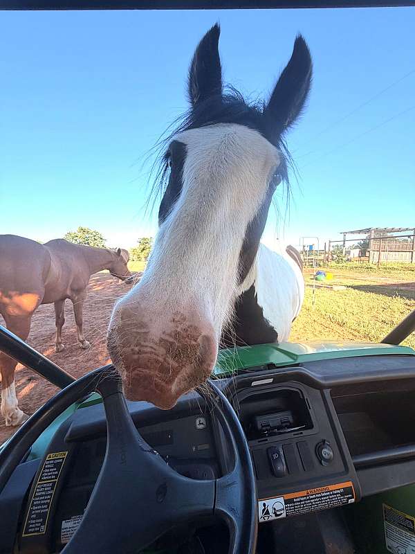 athletic-gypsy-vanner-horse