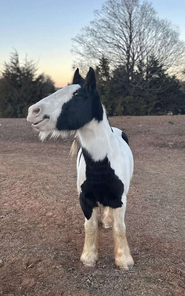 experienced-gypsy-vanner-horse