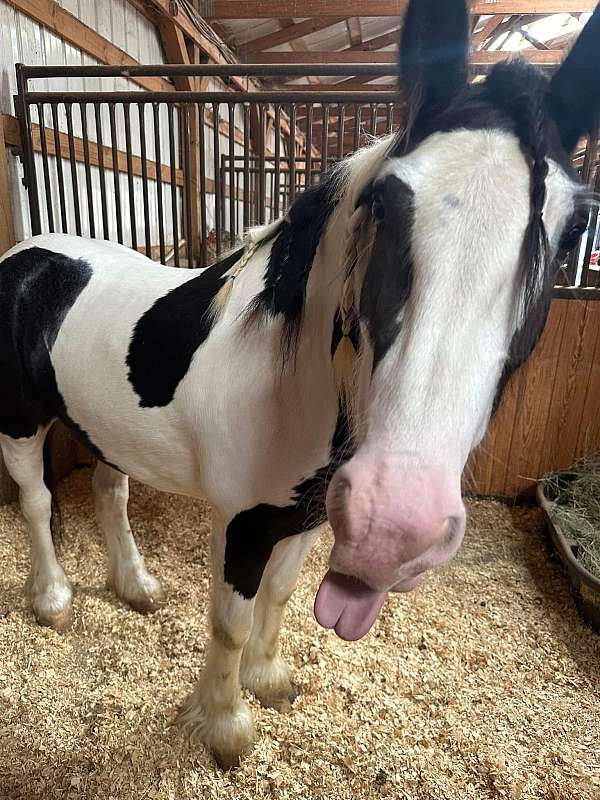field-hunter-gypsy-vanner-horse