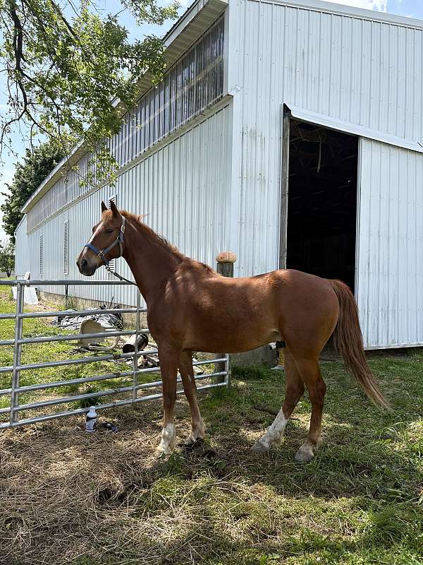 amazing-saddlebred-horse