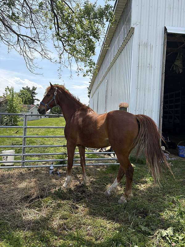 amish-broke-saddlebred-horse