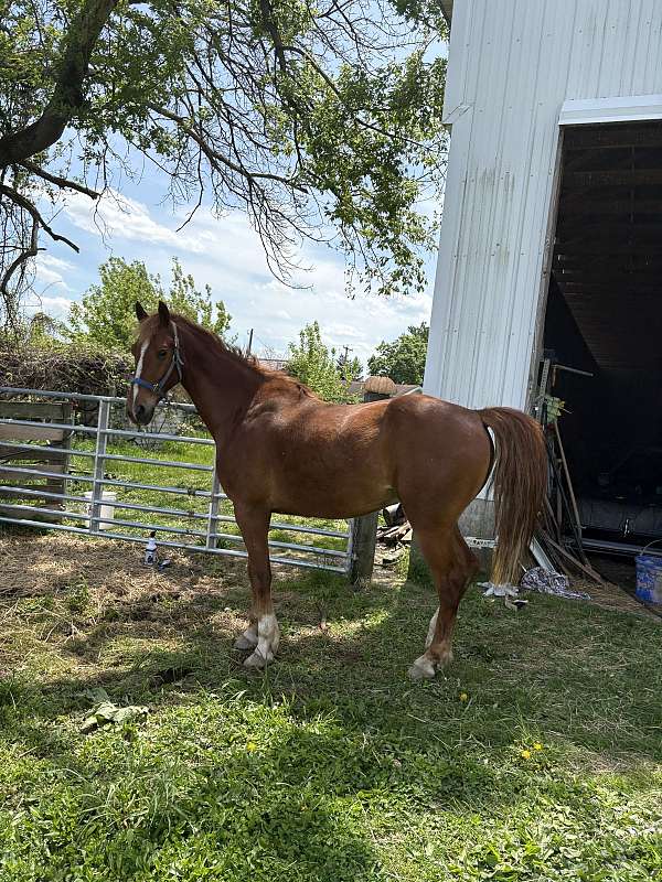 amish-trained-saddlebred-horse