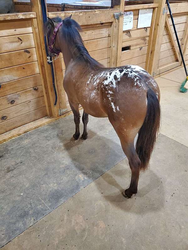 bay-blanket-over-hips-horse