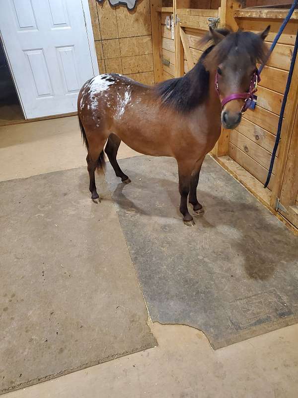 bay-black-appaloosa-filly-yearling