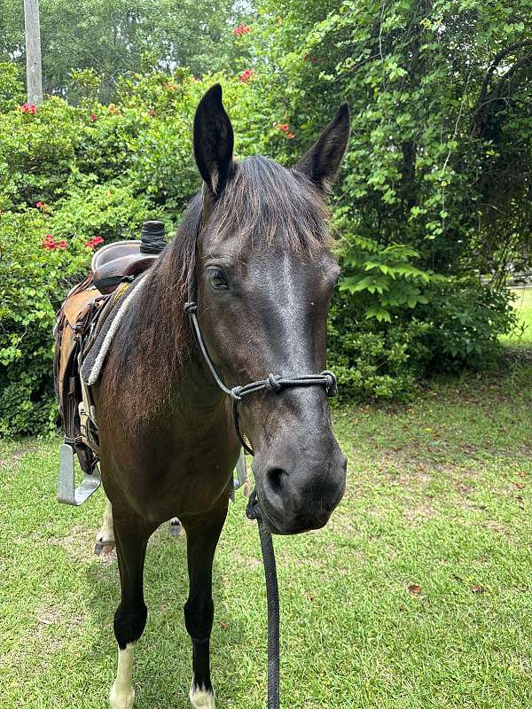 endurance-quarter-horse