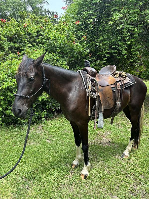athletic-quarter-horse