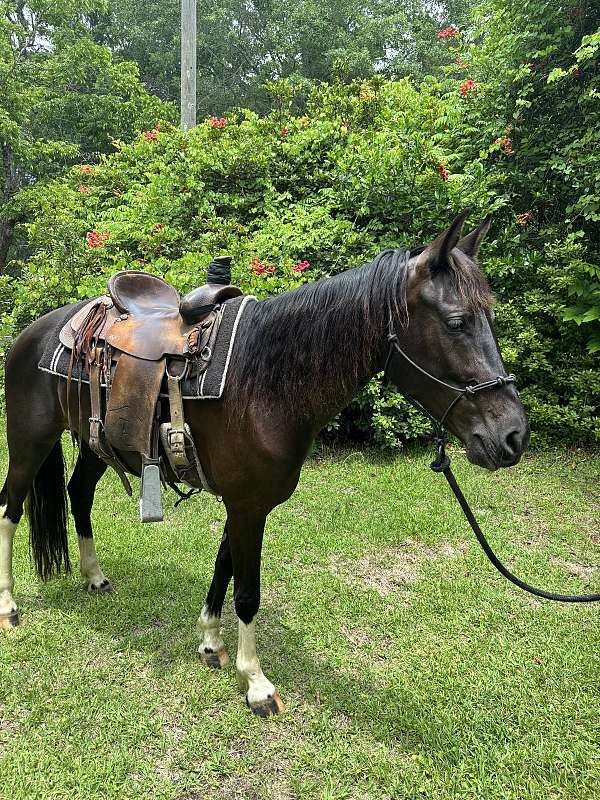 trained-quarter-horse