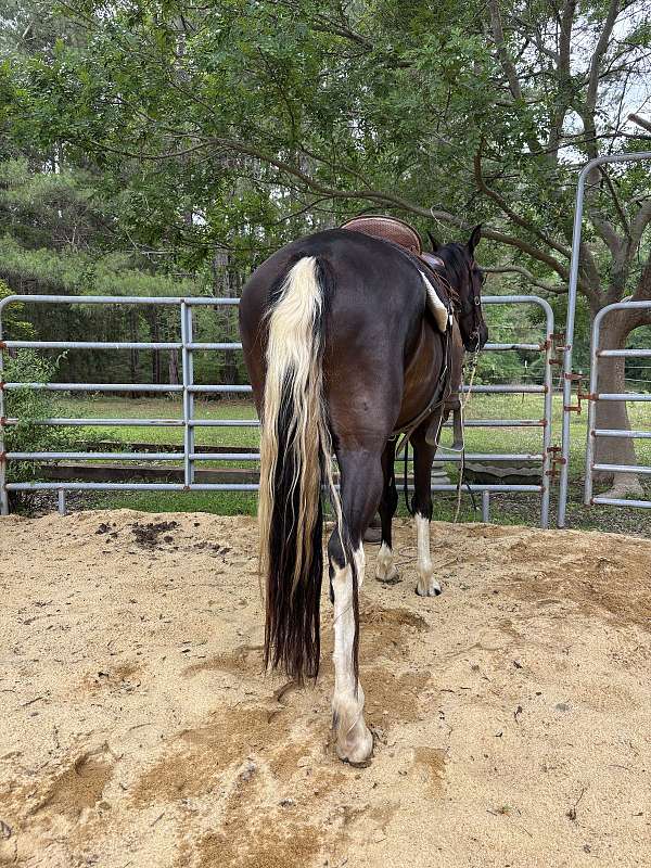 smart-quarter-horse