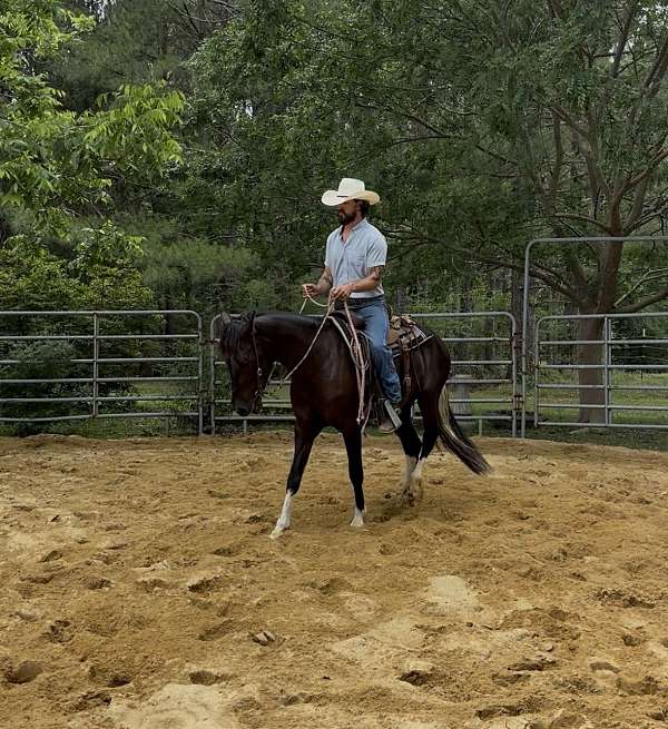 all-around-quarter-horse