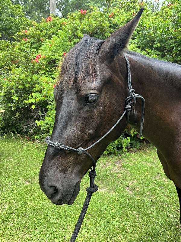 horsemanship-quarter-horse