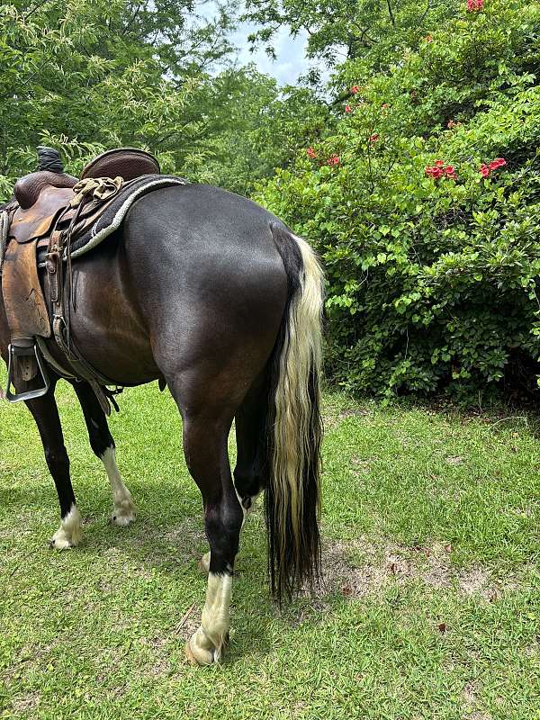 ranch-quarter-horse