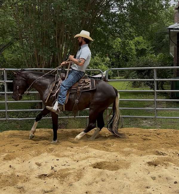ranch-work-quarter-horse