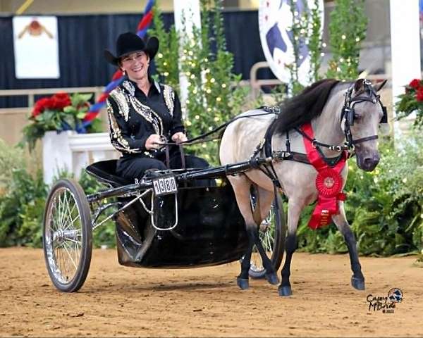 buckskin-horse