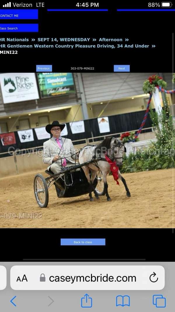 pleasure-driving-miniature-horse