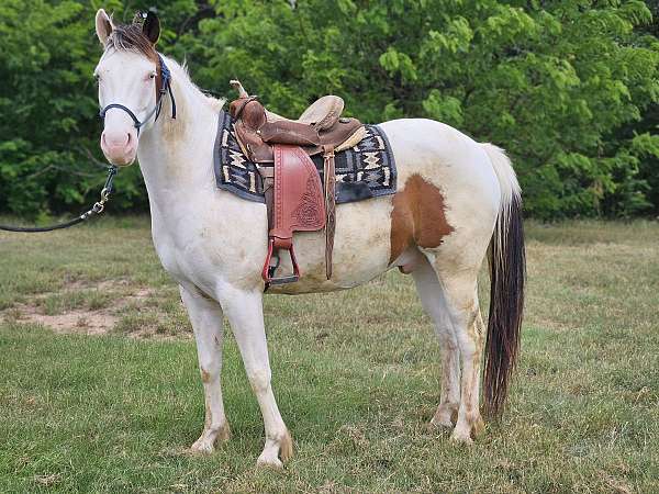 paint-gelding