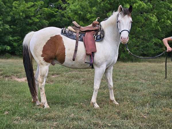 paint-horse-for-sale