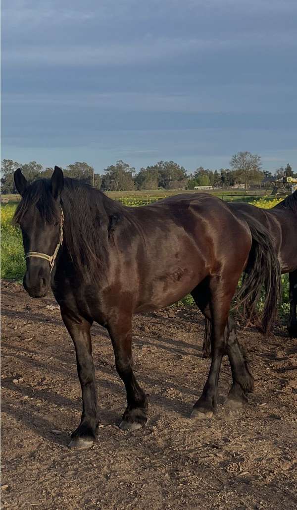 beginner-friesian-horse
