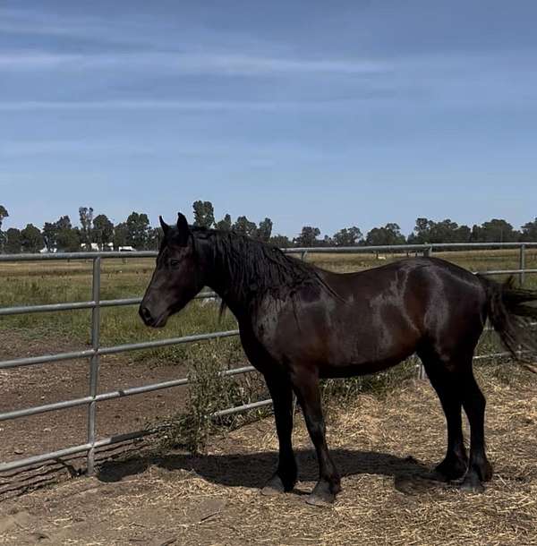 black-friesian-filly