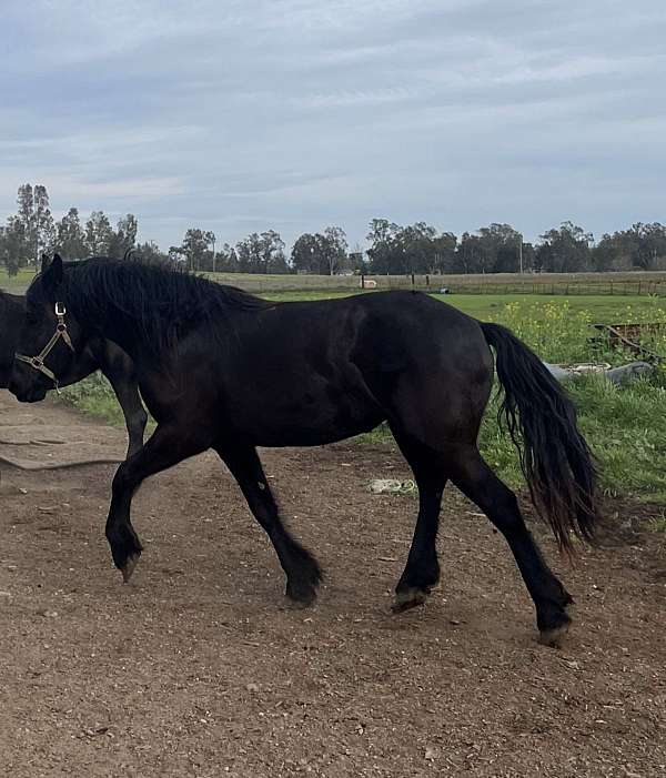 black-beginner-horse
