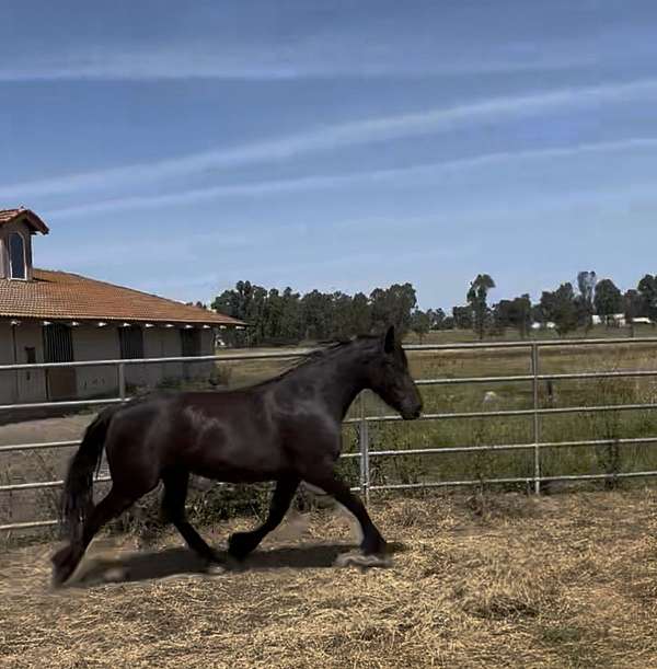 beginner-filly