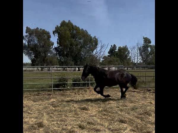 beginner-horse