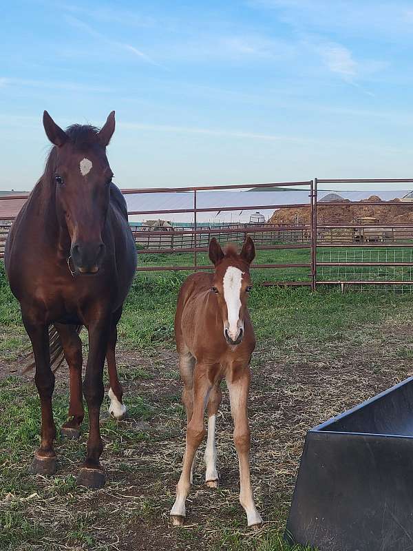 colored-tennessee-walking-horse