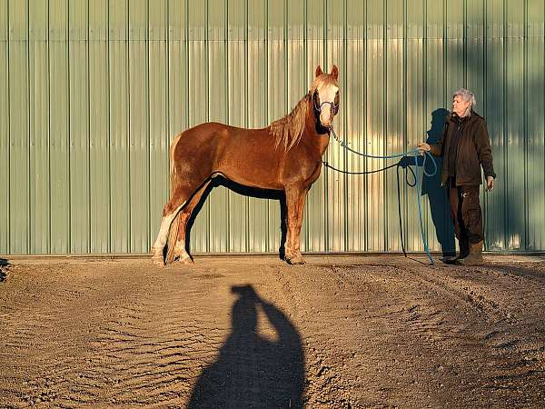 cute-tennessee-walking-horse