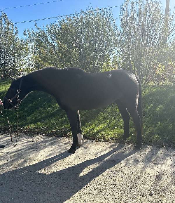 school-hackney-pony