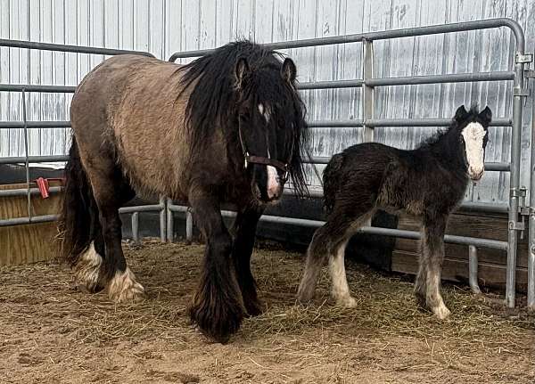 11-hand-smokey-black-horse