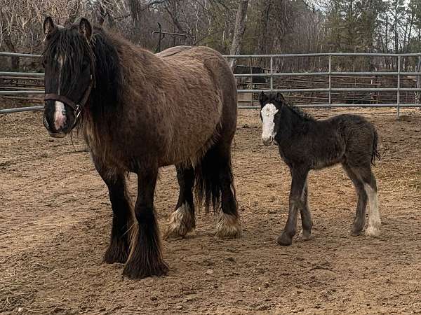 homozygous-black-gypsy-vanner-horse