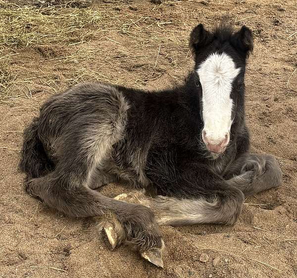 smokey-black-gypsy-vanner-colt