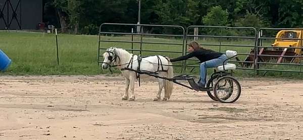 miniature-gypsy-pony