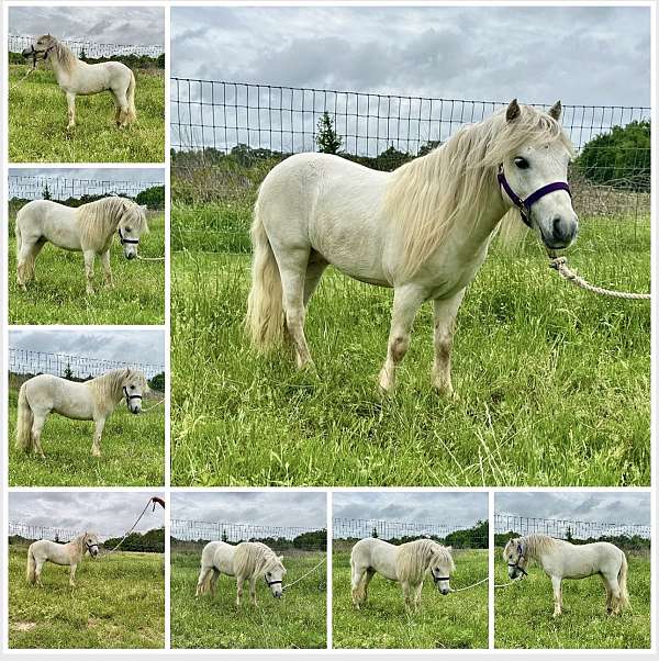 miniature-gypsy-stallion