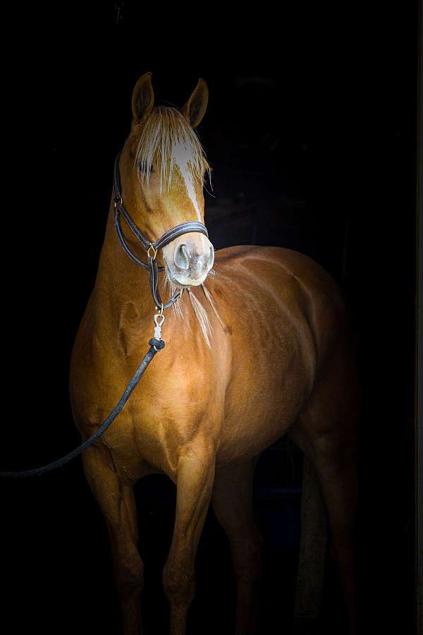 palomino-working-equitation-pony