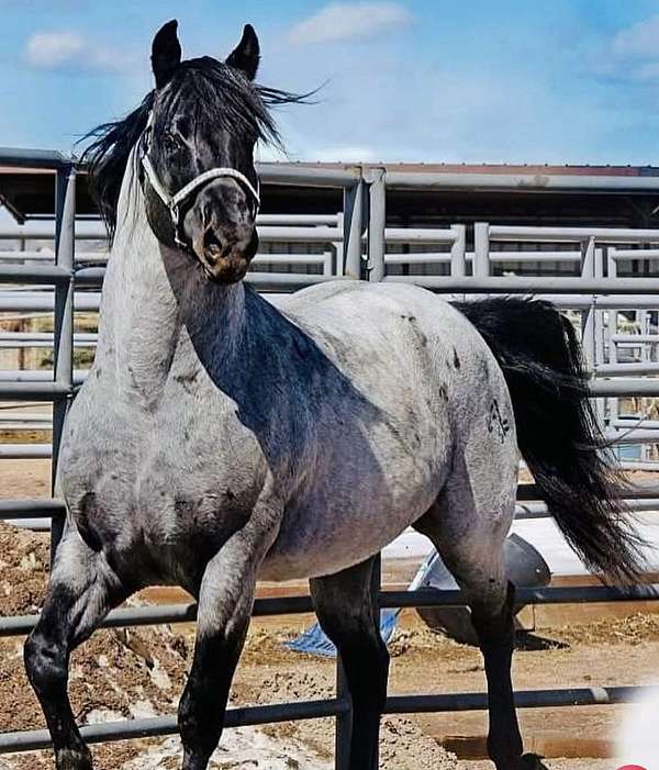 blue-roan-marchador-horse