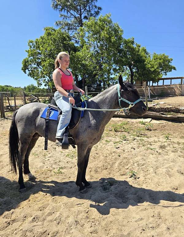 stallion-marchador-horse